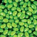 Logo Line Corporate Colour Mini Jelly Beans | LL3145