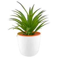 Mini Desk Plant Pot  - DPP001