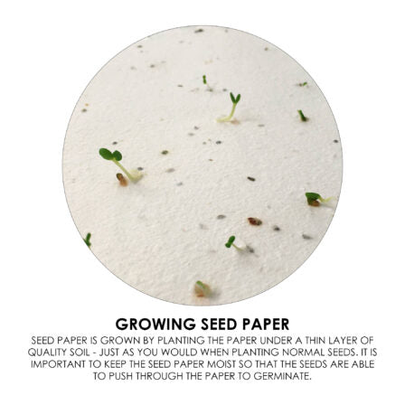 Daisy Seed Sticky Note Pad  - MH016